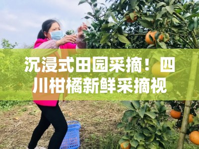 沉浸式田园采摘！四川柑橘新鲜采摘视频大全，果香四溢的高清实拍视觉盛宴