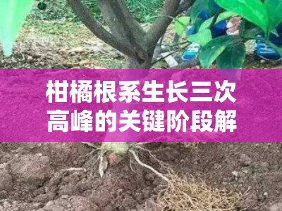 柑橘根系生长三次高峰的关键阶段解析与管理策略