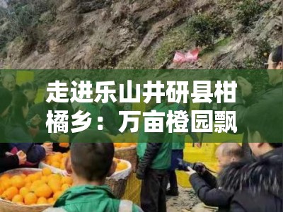 走进乐山井研县柑橘乡：万亩橙园飘香，生态田园绘就金色振兴图