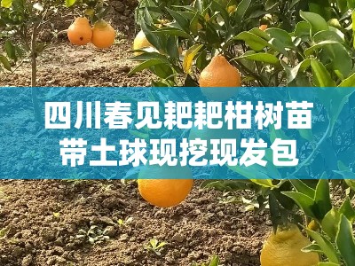 四川春见耙耙柑树苗带土球现挖现发包成活率高产地直供