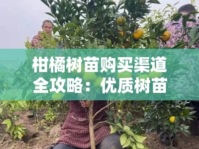 柑橘树苗购买渠道全攻略：优质树苗选购指南与可靠平台推荐