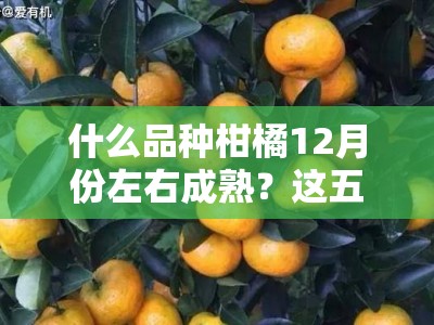 什么品种柑橘12月份左右成熟？这五大冬季丰收柑橘推荐