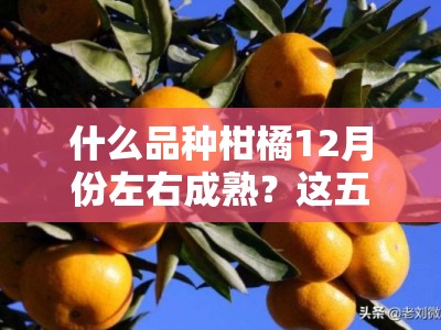 什么品种柑橘12月份左右成熟？这五大冬季丰收柑橘推荐