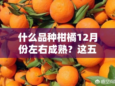什么品种柑橘12月份左右成熟？这五大冬季丰收柑橘推荐