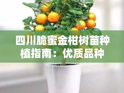 四川脆蜜金柑树苗种植指南：优质品种选择与高产管理技术