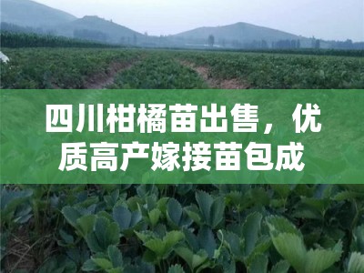 四川柑橘苗出售,优质高产嫁接苗包成活,免费提供种植技术指导