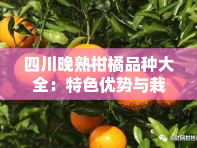 四川晚熟柑橘品种大全：特色优势与栽培技术全解析
