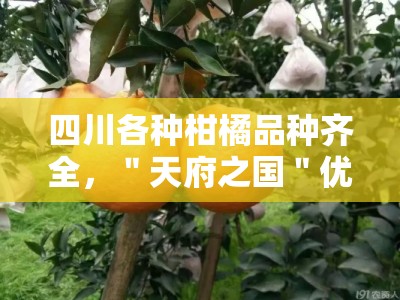 四川各种柑橘品种齐全，＂天府之国＂优质果品供应有保障