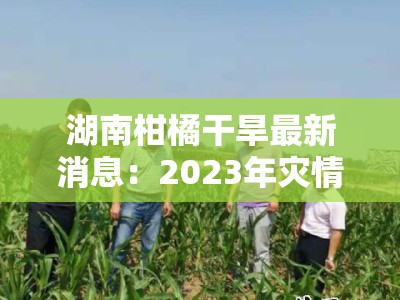 湖南柑橘干旱最新消息：2023年灾情持续，果农抗旱保收措施全解析