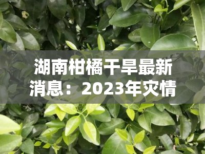 湖南柑橘干旱最新消息：2023年灾情持续，果农抗旱保收措施全解析