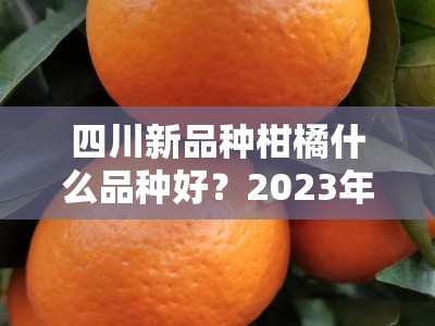 四川新品种柑橘什么品种好？2023年专家力荐五大优质高产品种