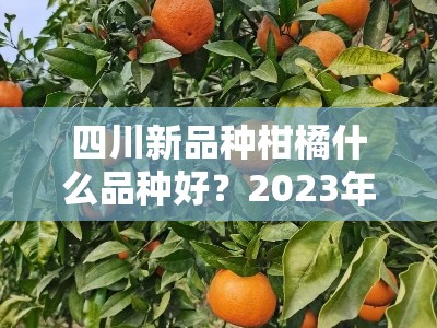 四川新品种柑橘什么品种好？2023年专家力荐五大优质高产品种