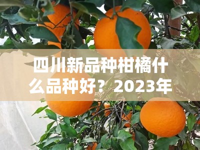 四川新品种柑橘什么品种好？2023年专家力荐五大优质高产品种