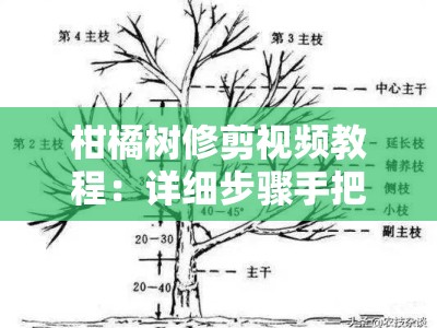 柑橘树修剪视频教程：详细步骤手把手教你科学修剪技巧