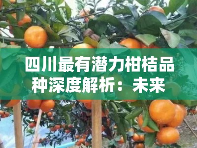 四川最有潜力柑桔品种深度解析：未来市场崛起与产业新机遇