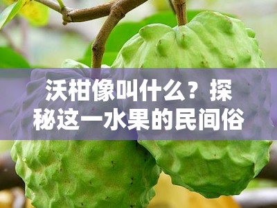 沃柑像叫什么？探秘这一水果的民间俗称与别称由来