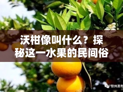 沃柑像叫什么？探秘这一水果的民间俗称与别称由来