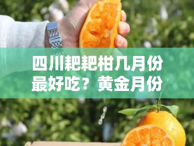 四川耙耙柑几月份最好吃？黄金月份与口感巅峰期全解析
