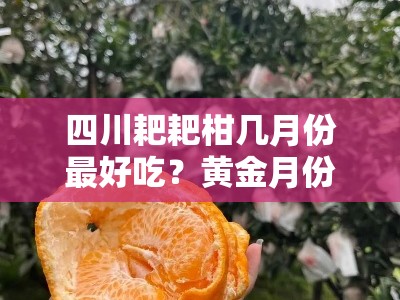 四川耙耙柑几月份最好吃？黄金月份与口感巅峰期全解析