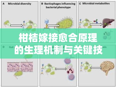 柑桔嫁接愈合原理的生理机制与关键技术研究