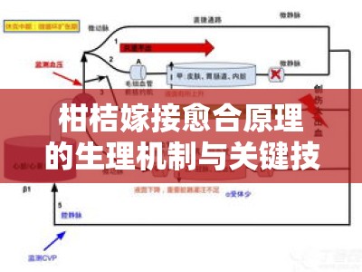 柑桔嫁接愈合原理的生理机制与关键技术研究