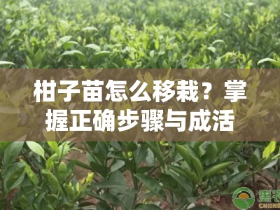 柑子苗怎么移栽？掌握正确步骤与成活率提升技巧