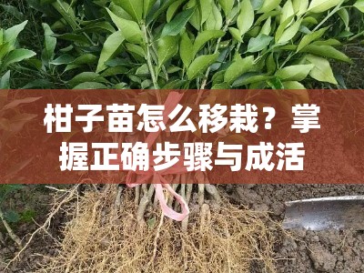 柑子苗怎么移栽？掌握正确步骤与成活率提升技巧