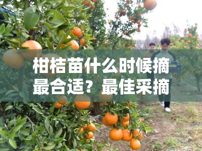 柑桔苗什么时候摘最合适？最佳采摘季节与栽培关键解析