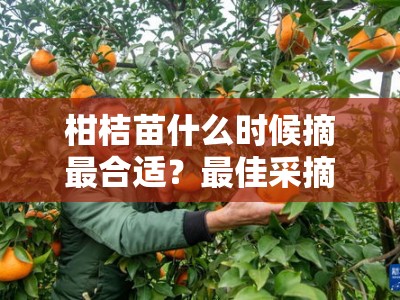 柑桔苗什么时候摘最合适？最佳采摘季节与栽培关键解析