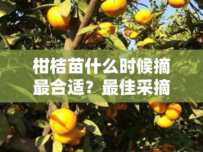 柑桔苗什么时候摘最合适？最佳采摘季节与栽培关键解析