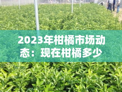 2023年柑橘市场动态：现在柑橘多少钱一斤？最新行情走势分析