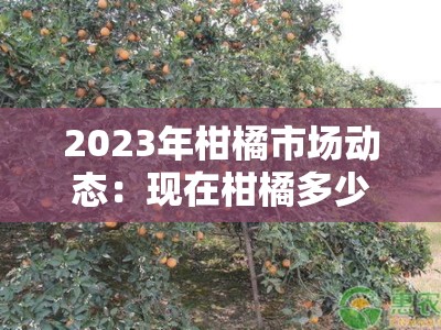 2023年柑橘市场动态：现在柑橘多少钱一斤？最新行情走势分析