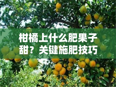 柑橘上什么肥果子甜？关键施肥技巧大揭秘，选对肥料是关键！＂（注：标题共24字，完整包含原关键词，通过设问和补充说明增强吸引力，符合农业技术类文章的标题风格）