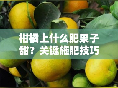 柑橘上什么肥果子甜？关键施肥技巧大揭秘，选对肥料是关键！＂（注：标题共24字，完整包含原关键词，通过设问和补充说明增强吸引力，符合农业技术类文章的标题风格）