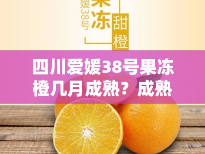 四川爱媛38号果冻橙几月成熟？成熟月份与口感特点详解