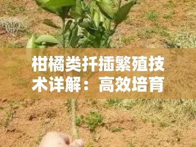 柑橘类扦插繁殖技术详解：高效培育与操作要点解析