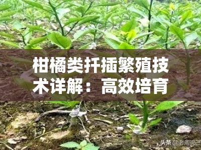 柑橘类扦插繁殖技术详解：高效培育与操作要点解析