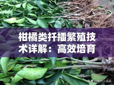 柑橘类扦插繁殖技术详解：高效培育与操作要点解析