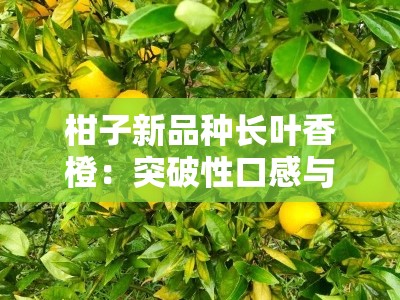 柑子新品种长叶香橙：突破性口感与高抗性优势解析