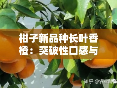 柑子新品种长叶香橙：突破性口感与高抗性优势解析