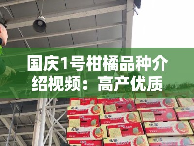 国庆1号柑橘品种介绍视频：高产优质新品种种植技术与田间管理全解析