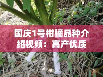 国庆1号柑橘品种介绍视频：高产优质新品种种植技术与田间管理全解析