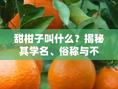 甜柑子叫什么？揭秘其学名、俗称与不同地区的叫法差异