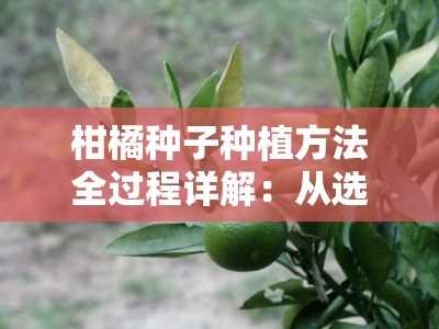 柑橘种子种植方法全过程详解：从选种到发芽的详细步骤图解