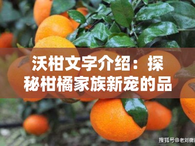 沃柑文字介绍：探秘柑橘家族新宠的品种特色与文化内涵