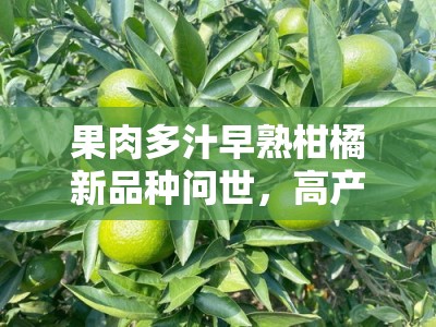 果肉多汁早熟柑橘新品种问世，高产优质引领市场新趋势