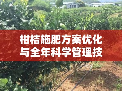 柑桔施肥方案优化与全年科学管理技术指南