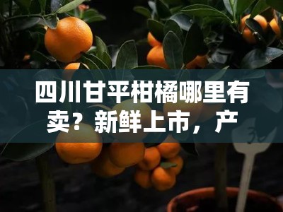 四川甘平柑橘哪里有卖？新鲜上市，产地直供购买指南