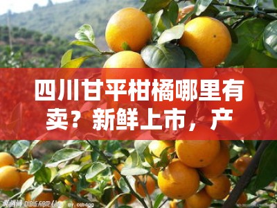 四川甘平柑橘哪里有卖？新鲜上市，产地直供购买指南