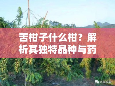苦柑子什么柑？解析其独特品种与药用价值